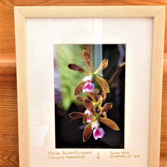 Florida Butterfly Orchid Picture - Picture 1 of 1